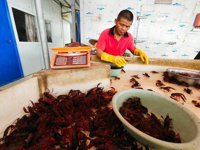 探访广西小龙虾养殖基地：鲜虾供不应求