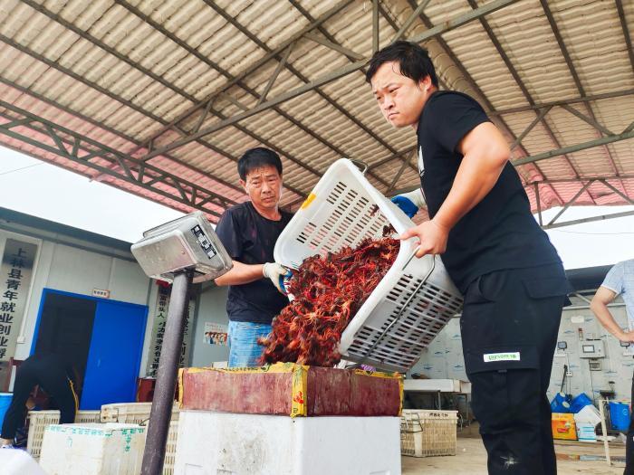 广西“稻虾共作”模式带动村民实现家门口就业