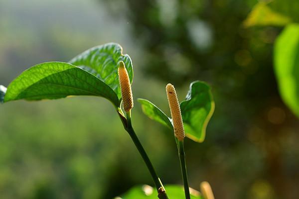 珍稀民族香料植物麻根胡椒在西双版纳回归引种后首次开花