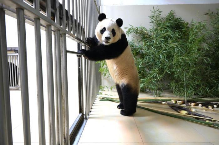 大熊猫“福宝”隔离检疫生活即将期满 将择机与公众见面