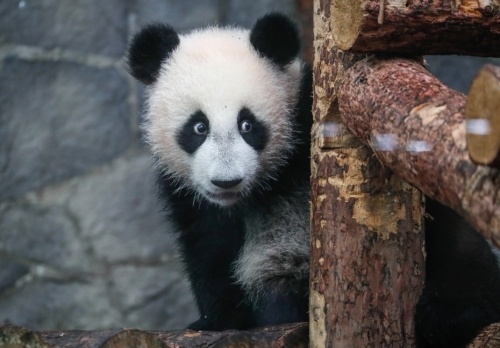 莫斯科动物园：大熊猫“喀秋莎”勇敢走向外场 闲逛20分钟