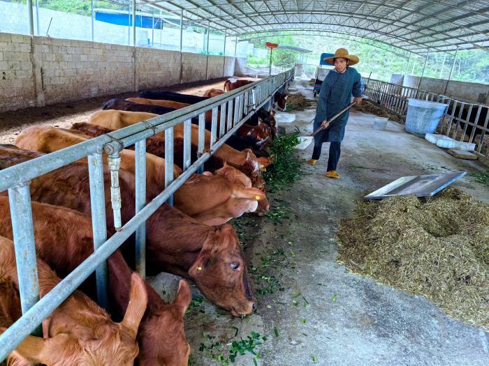 广西德保民众开展肉牛养殖“犇”富路