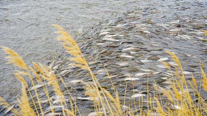 内蒙古达里湖迎来华子鱼洄游季生态奇观