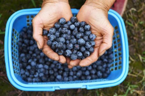 海关总署：允许符合相关要求的塞尔维亚鲜食蓝莓进口