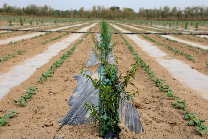 新疆阿拉尔：高标准示范园助推林果业提质增效
