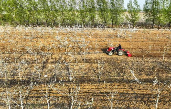 黑龙江今年春耕进度快于往年 旱田已播11105.5万亩