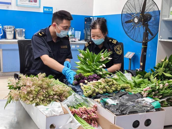 母亲节临近 各式进口鲜切花卉热销广州