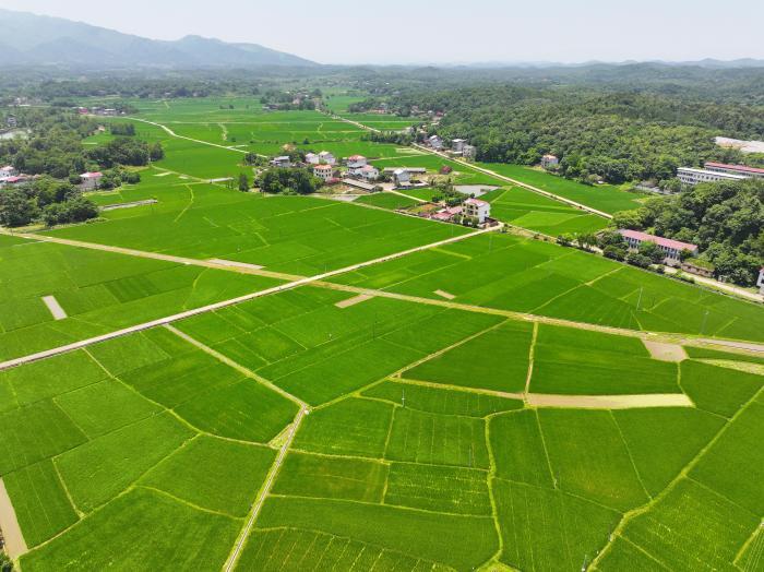 湖南零陵農(nóng)技專家田間“開方”保夏糧豐收