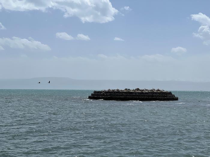 青海湖水位上漲 水鳥總體繁殖種群未發(fā)生改變