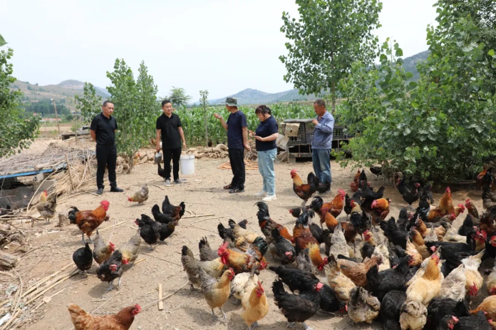 山東平邑：生態循環農業助力鄉村振興