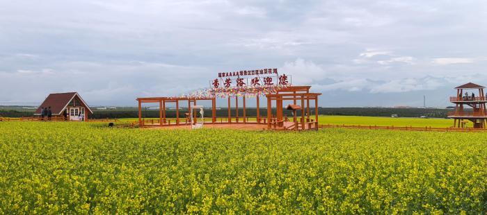 青海門源：“中國最美油菜花海”迎來最佳觀賞季