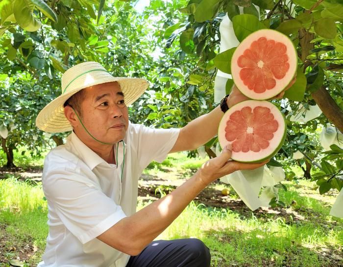 海南臨高柚子搶“鮮”批量上市