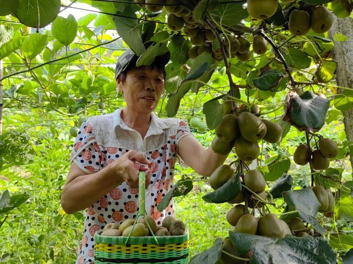 廣西龍勝：紅心獼猴桃豐收 串起鄉村“甜蜜”生活