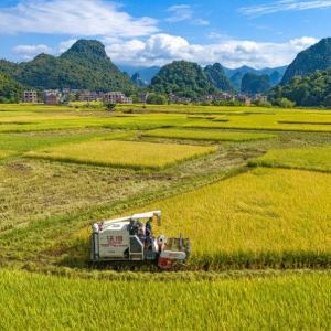 今年我國早稻總產量2817.4萬噸