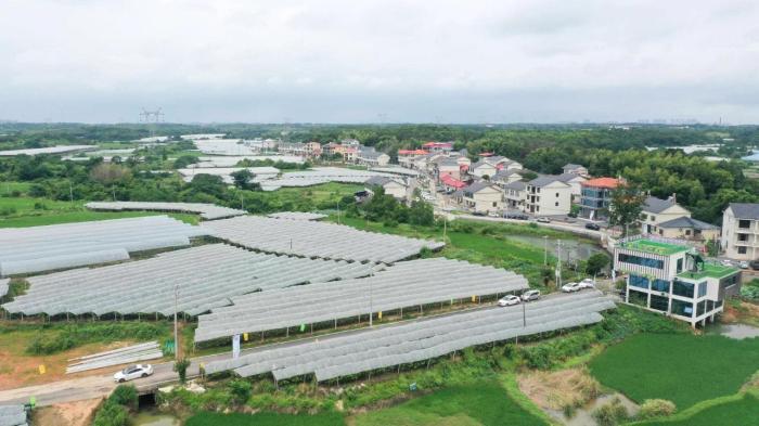 （鄉村行·看振興）特色產業齊發力 江西南昌加快構建富民強村產業鏈