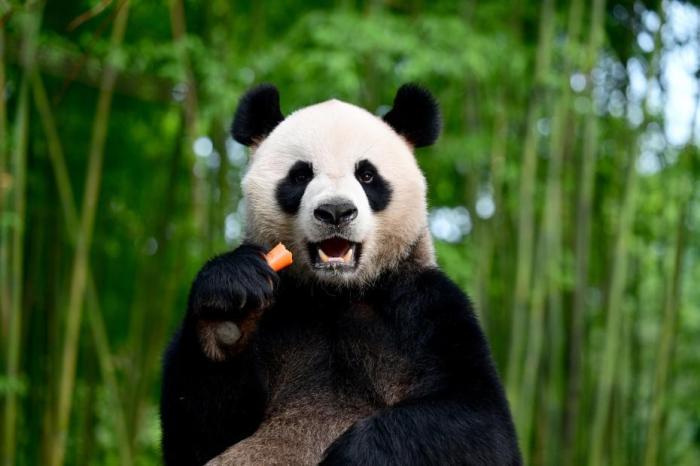 熊猫盘平替 02f0fffb-9630-47c5-8d7a-cb3da4756021.jpg