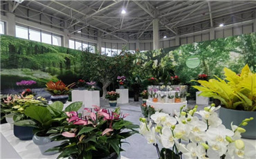 国庆假期来商河赏花卉逛大集