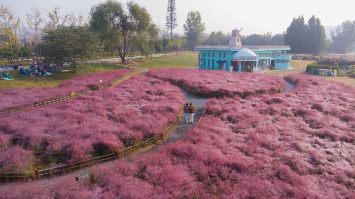 河南鄭州：粉黛花海吸引游人