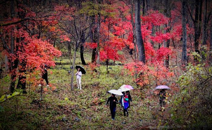 “奔縣游”帶火吉林小城“紅葉經濟”