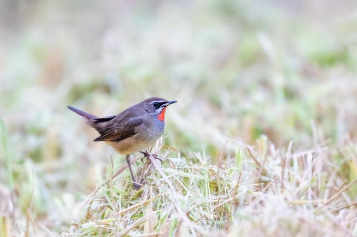 湖北宜昌發現5種鳥類新記錄種