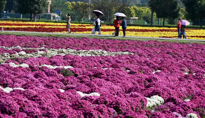 成都新津：菊花綻放引游人