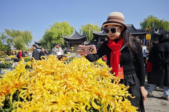 霜降尋菊 海外華媒古都覓菊韻