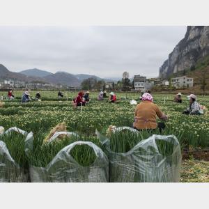 新時代中國調研行之看區域·西部篇|貴州松林坡：香蔥助力山鄉產業振興