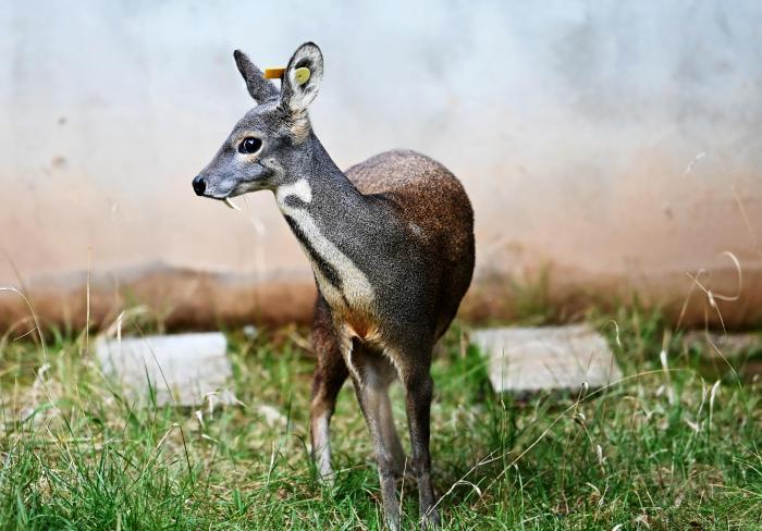 探訪林麝主題公園