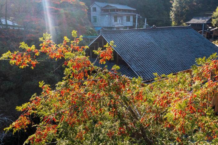 邂逅貴州初冬鄉村里那一抹紅