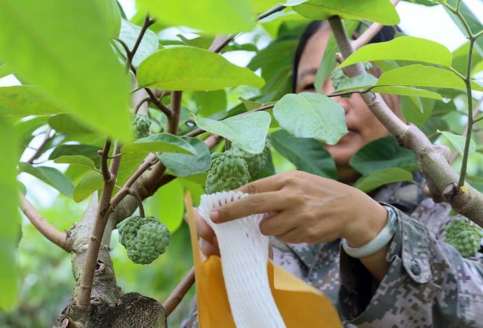 海南率先加強無性繁殖植物知識產(chǎn)權(quán)保護