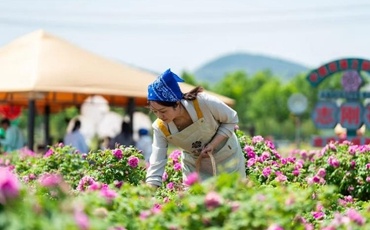 国家标准正式实施，滴灌平阴玫瑰花开更艳