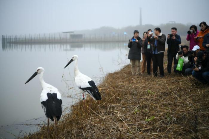 首屆京津冀晉吉濕地生態觀鳥節天津舉辦 15只被救助珍稀鳥類放歸自然