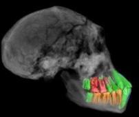 177萬年前化石研究：早期古人類或兼具類猿早熟和類人發育延遲