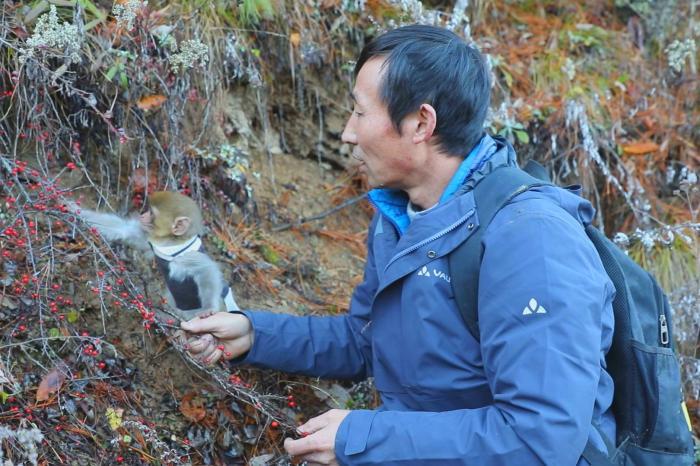 湖北神农架：受助小猴跟随护林员巡山护林