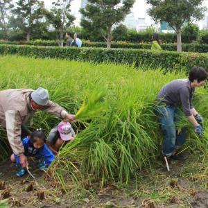 新聞調查｜日本如何對待秸稈焚燒