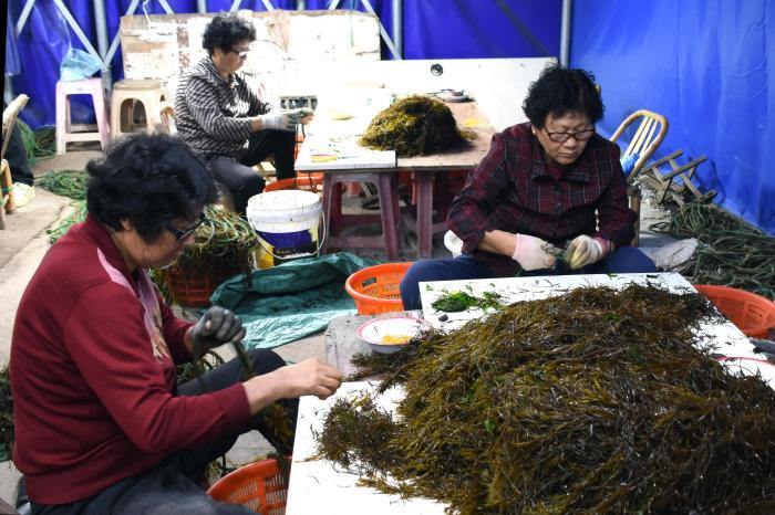 “藍色糧倉”迎來“播種”季 浙江洞頭冬日耕耘忙