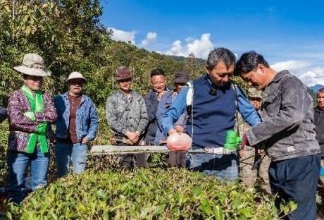 西藏墨脫舉辦茶樹修剪與技能交流活動 助力文旅融合