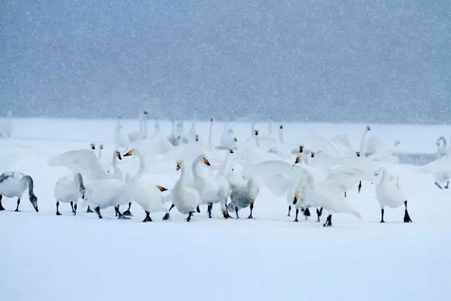 最低氣溫-9℃！部分地區有中雪！山東最新天氣預報：冷空氣真的來了