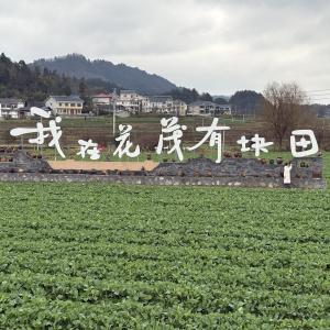 新春走基層丨荒茅田變“花茂”，感受黔北山村“鄉愁味道”