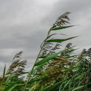 北京13個區出現10級以上陣風