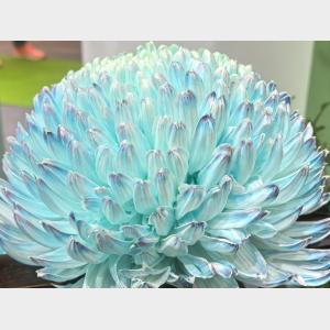 新華鮮報｜年產值超5000億元！“鮮花經濟”一路生花