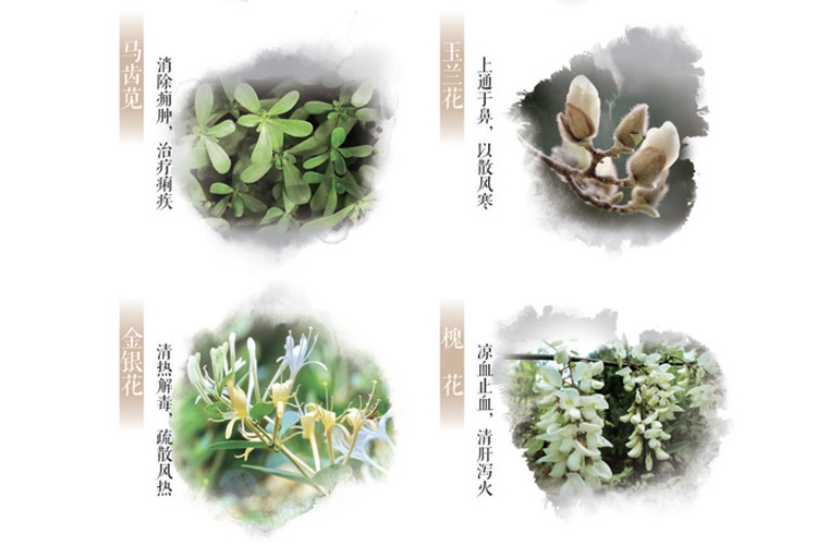 春日這些常見的花草，原來都是中藥