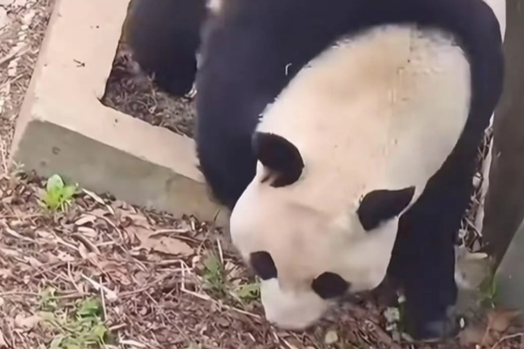 打針打瘸大熊貓一條腿？動(dòng)物園：有扎錯(cuò)神經(jīng)可能
