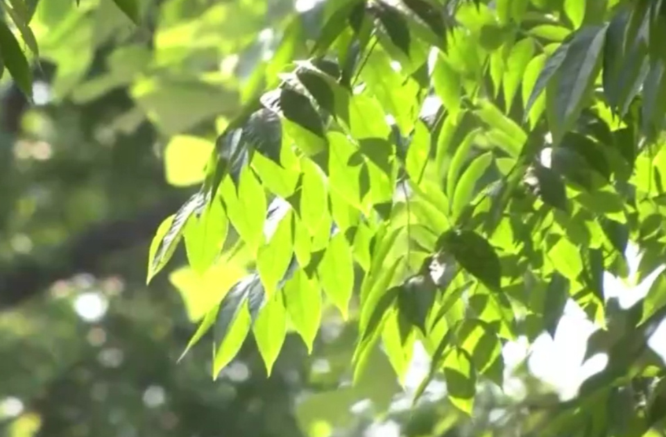 大風＋33℃高溫天上線！山東這些地方還有降水在“排隊”