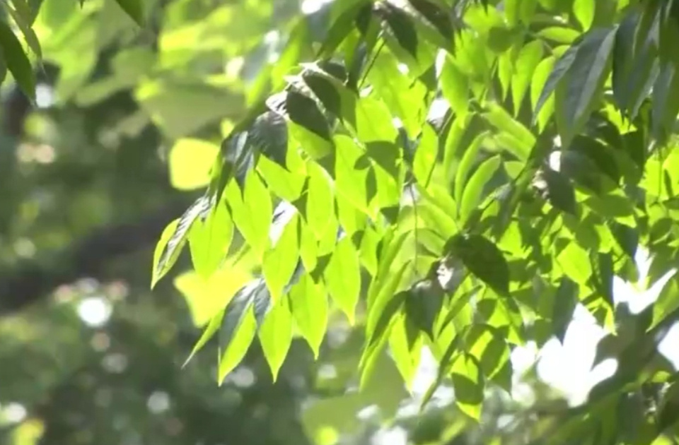 山東端午天氣預(yù)報(bào)來啦！無明顯降雨和高溫，利于出行