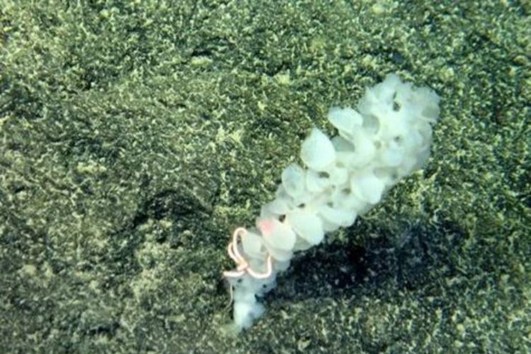 長相怪異、生存本領高超,我國科學家發現深海新物種