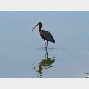 國家一級保護動物彩鹮時隔15年再現(xiàn)河北衡水湖