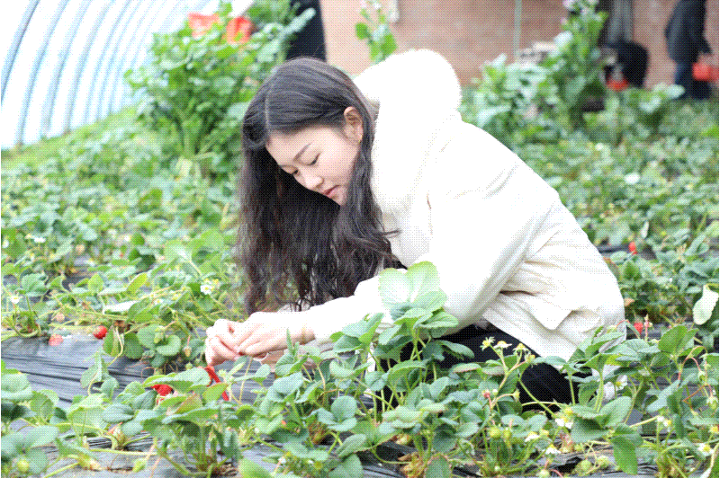 采摘草莓.gif