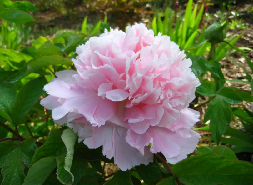 d582136b9adefdce21dc5aff421ecf5.png