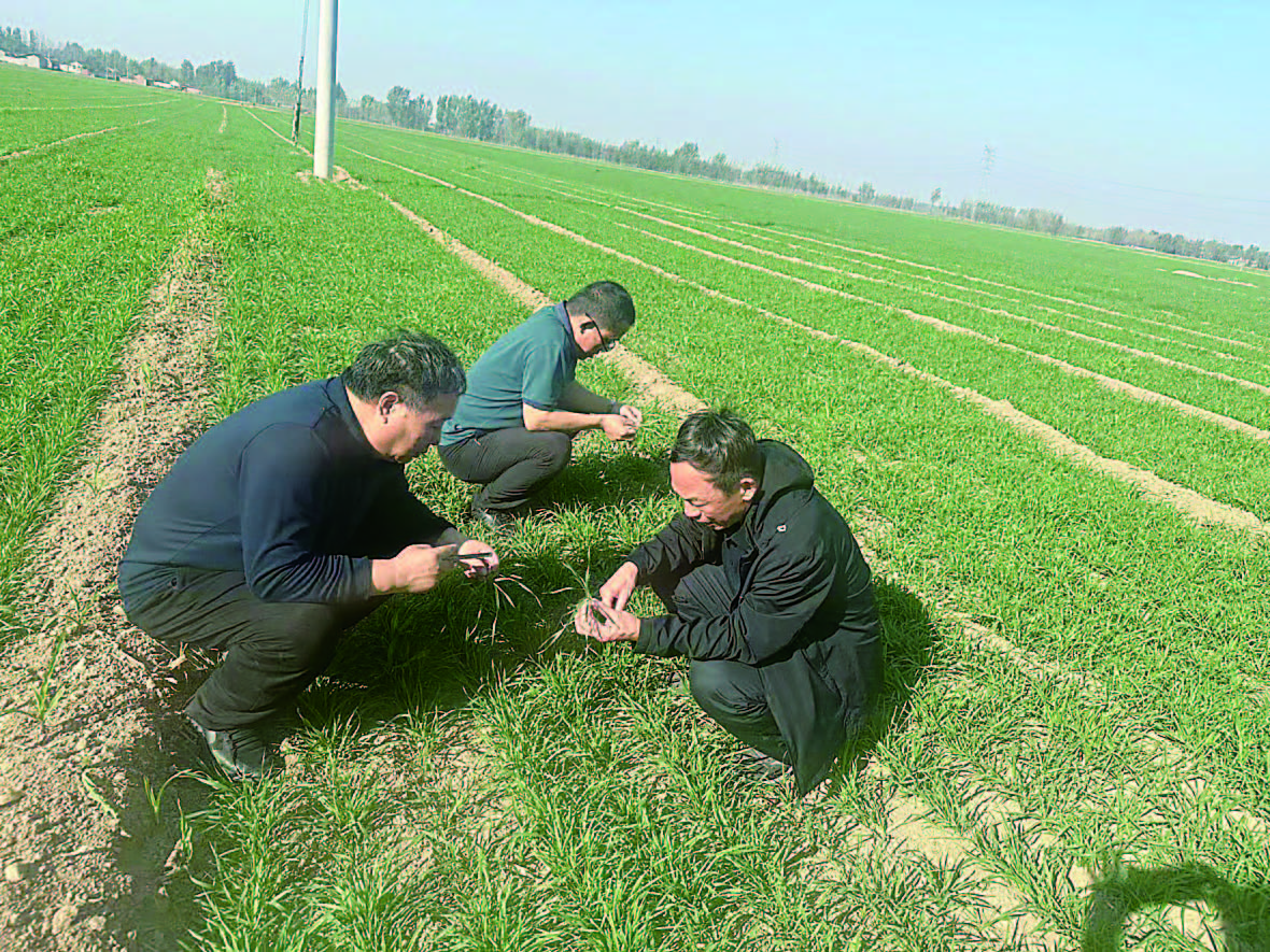 邹平做好冬田苗情调查强化小麦越冬管理